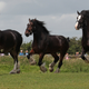 Illustration for article titled Horses Make This Funny Sound When Theyre Happyem/em